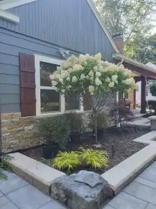 Beautiful garden with flowering tree and shrubs outside a house.