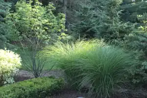 Beautiful lush garden with ornamental grasses and trees in San Marino outdoor landscape.