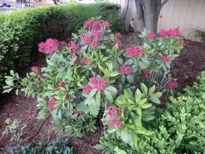 Garden shrub with pink flowers and green foliage.