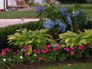 Hydrangeas and pink flowers in a lush garden bed, showcasing professional outdoor landscaping servic.