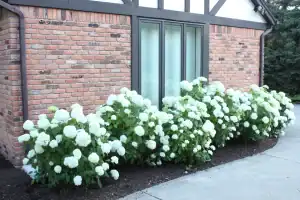Hydrangeas in full bloom outside a brick house, showcasing professional outdoor landscaping services.