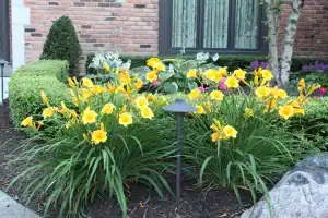 Garden flower bed with vibrant yellow and pink flowers, outdoor lighting, and lush greenery.