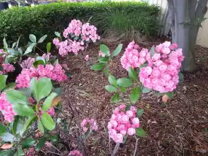 Outdoor flowering shrub in garden bed.