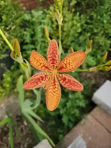 Garden Tiger Lily flower with orange petals and red spots, blooming in a garden setting.