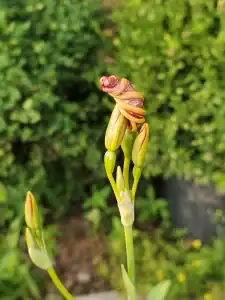 Outdoor plant growth and gardening services in San Marino.