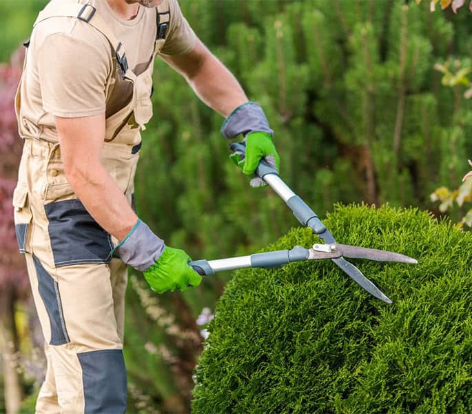 Tree-and-Shrub-Trimming,-Mulching-featured